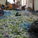 Picar-flor-destacada