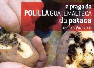 Oficina municipal para a atención aos veciños sobre a praga da pataca