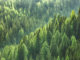 O Concello vai organizar, para o vindeiro día 11 de decembro unha charla informativa sobre a Lei forestal de Galicia