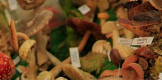 ABERTO O PRAZO DE INSCRICIÓN NO CONCURSO DE CESTAS DA XXXIV FEIRA DE FUNGOS E COGOMELOS DAS PONTES
