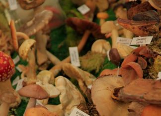 ABERTO O PRAZO DE INSCRICIÓN NO CONCURSO DE CESTAS DA XXXIV FEIRA DE FUNGOS E COGOMELOS DAS PONTES