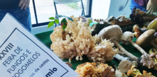 ABERTO O PRAZO DE INSCRICIÓN NO CONCURSO DE CESTAS DA FEIRA DE FUNGOS E COGOMELOS DAS PONTES