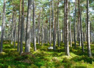 O CONCELLO DAS PONTES ADHÍRESE AO CONVENIO DE PREVENCIÓN DE INCENDIOS E XESTIÓN DA BIOMASA