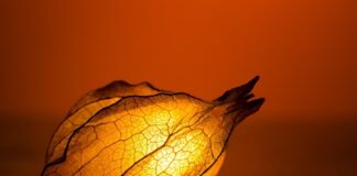 AS PONTES ÚNESE AO “APAGÓN” PARA CONCIENCIAR SOBRE O CAMBIO CLIMÁTICO