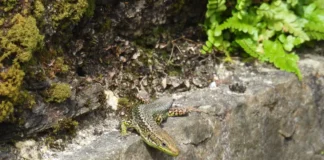 O CONCELLO DAS PONTES IMPULSA UN PROXECTO PIONEIRO PARA CONSERVAR A LAGARTIXA SERRANA NAS FRAGAS DO EUME